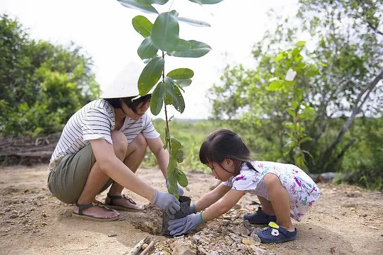 Volunteers planting trees